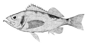 ocean_perch